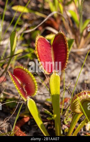 Venus Fly Trap (Dionaea Muscipula) En Caroline Du Nord Banque D'Images