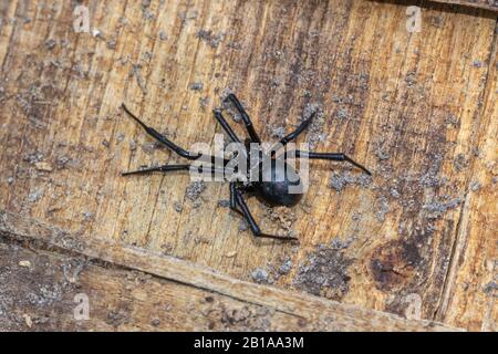 Black Widow En Caroline Du Nord Banque D'Images