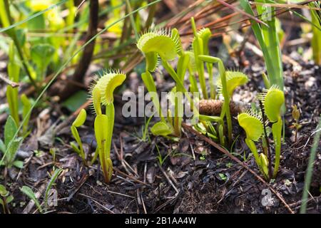 Venus Fly Trap (Dionaea Muscipula) En Caroline Du Nord Banque D'Images