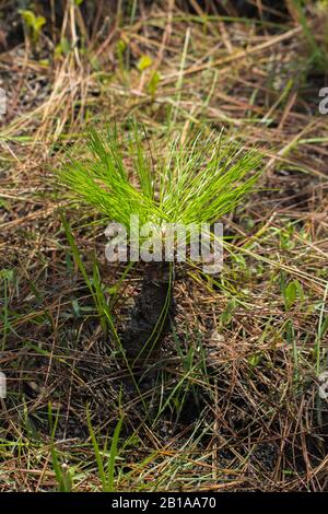 Pin À Feuilles Longues (Pinus Palustris) En Caroline Du Nord Banque D'Images