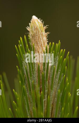 PIN à feuilles longues (Pinus palustris) en Alabama Banque D'Images