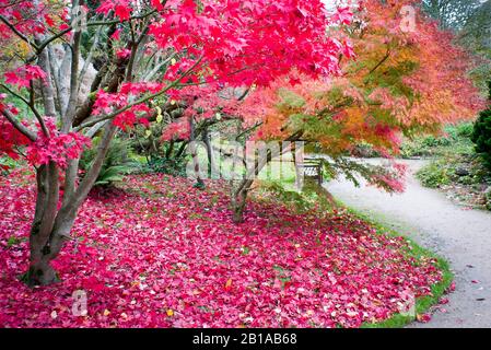 Une belle scène boisée dans un jardin public anglais montrant des arbres d'érable affichant des couleurs d'automne avant de tomber au sol. Banque D'Images