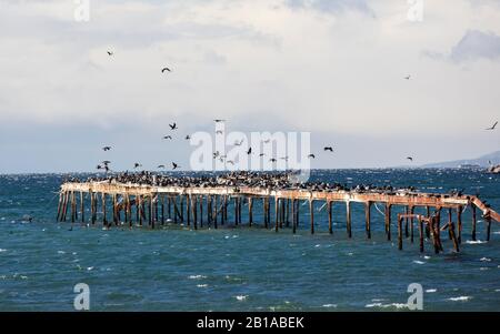 Punta Arenas, Chili avec une colonie nicheuse de Cormorans impériaux sur une vieille jetée. Banque D'Images