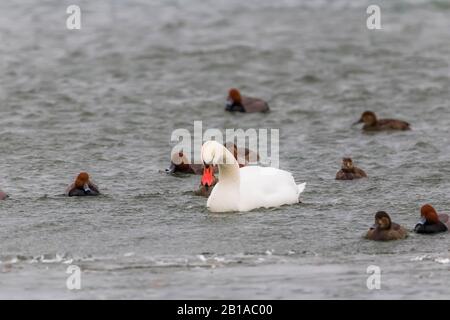 Mute Swan, Cygnus olor et Redheads, Aythya americana, hivernant dans le lac St. clair, qui fait partie du réseau des Grands Lacs entre le lac Huron et le lac Érié, Banque D'Images