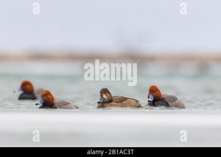 REDEHEAD, Aythya americana, hivernage de canards sur le lac Sainte-Claire, qui fait partie du réseau des Grands Lacs entre le lac Huron et le lac Érié, Michigan, États-Unis Banque D'Images