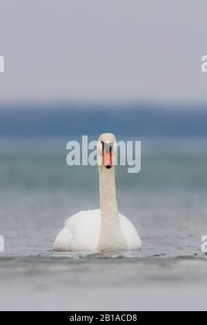 Mute Swan, Cygnus olor et Redheads, Aythya americana, hivernant dans le lac St. clair, qui fait partie du réseau des Grands Lacs entre le lac Huron et le lac Érié, Banque D'Images