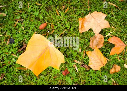 Feuilles mortes de Liridodendron arbre montrant la forme caractéristique de l'arbre tulipe au Royaume-Uni Banque D'Images