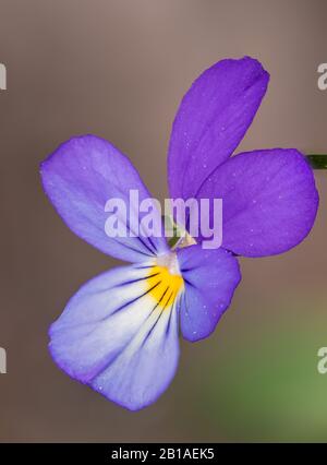 Viola tricolore, aussi connue sous le nom de Johnny Jump up, heartsease, la facilité du coeur, le plaisir du coeur, tickle-my-fantaisie, Jack-saut-up-et-kiss-me, venez-et-cuddle-moi Banque D'Images