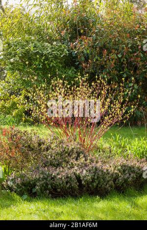 Premiers signes d'une nouvelle croissance sur un dogme à tige rouge dans un jardin anglais Banque D'Images