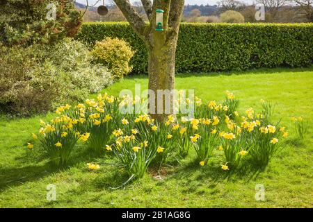 Un coin d'un jardin rural anglais montrant un vieux arbre d'érable ornemental avec une ceinture de jonquilles jaunes au printemps Banque D'Images