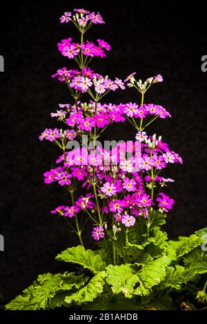 Fée Primula avec fleurs roses sur noir. Banque D'Images