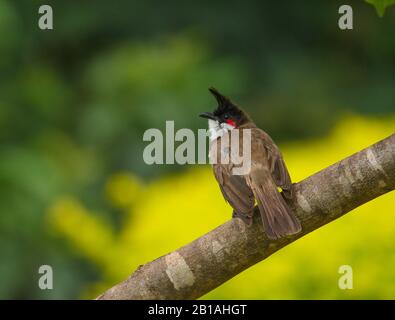 A Red Whiskered Bulbul - photographié dans un parc urbain à Bangalore (Inde) Banque D'Images