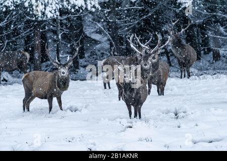 Cerf rouge écossais (Cervus elaphus) en hiver blizzard de neige en Ecosse - point de mire sélectif Banque D'Images