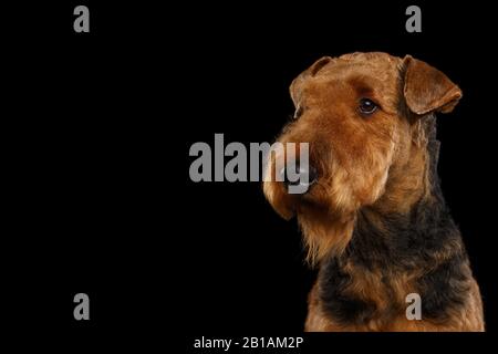 Gros plan Portrait de chien de terrier d'Airedale regardant le côté, sur fond noir isolé Banque D'Images
