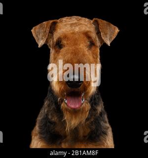 Gros plan Portrait d'Airedale Terrier chien Heureux de regarder l'appareil photo, sur fond noir isolé Banque D'Images
