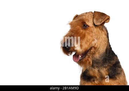 Gros plan Portrait de chien de terrier d'Airedale en regardant le côté, sur fond blanc isolé, vue de profil Banque D'Images