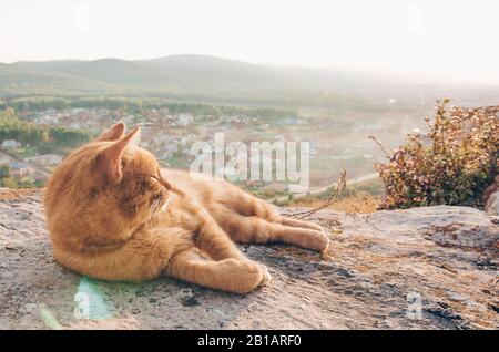 Paisible Rouge Tabby Cat chaton mâle dormir recroquevillé dans son lit sur le sol stratifié. Banque D'Images