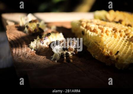 Un Nid D'Abeilles Vu Dans La Reproduction Maribaya Honey Bee, Lembang, West Bandung Regency, West Java, Indonésie, 22 Février 2020. (Photo d'Agvi Firdaus/INA photo Agency/Sipa USA) Banque D'Images