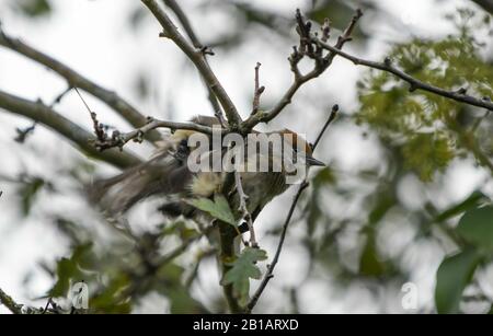 Gros plan d'un blackcap femelle perché sur une branche en hiver Banque D'Images