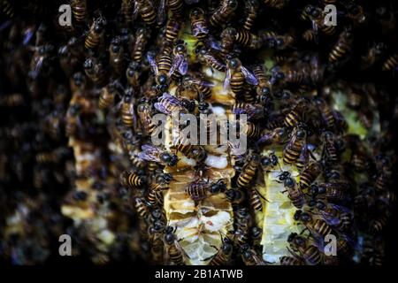 Un Nid D'Abeilles Vu Dans La Reproduction Maribaya Honey Bee, Lembang, West Bandung Regency, West Java, Indonésie, 22 Février 2020. (Photo d'Agvi Firdaus/INA photo Agency/Sipa USA) Banque D'Images