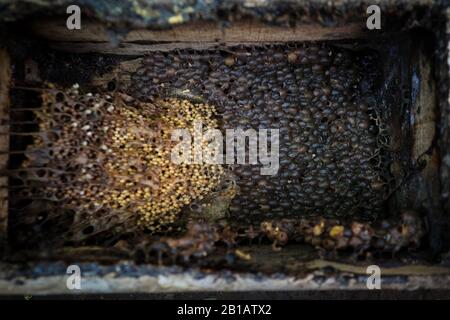 Un Nid D'Abeilles Vu Dans La Reproduction Maribaya Honey Bee, Lembang, West Bandung Regency, West Java, Indonésie, 22 Février 2020. (Photo d'Agvi Firdaus/INA photo Agency/Sipa USA) Banque D'Images