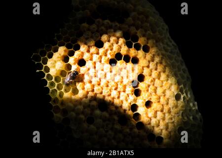 Un Nid D'Abeilles Vu Dans La Reproduction Maribaya Honey Bee, Lembang, West Bandung Regency, West Java, Indonésie, 22 Février 2020. (Photo d'Agvi Firdaus/INA photo Agency/Sipa USA) Banque D'Images