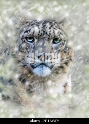 Portrait de léopard des neiges captif ou once Panthera uncia Banque D'Images