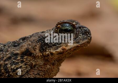 Canne Toad d'Amérique du Sud (port de plaisance de Rhinella) de l'Amazonie péruvienne. Banque D'Images