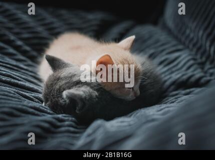 Deux chatons se sont redressés ensemble dans une chaise en tissu gris. Banque D'Images