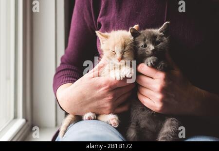 Gros plan des mains de femmes tenant deux chatons endormis sur ses genoux. Banque D'Images