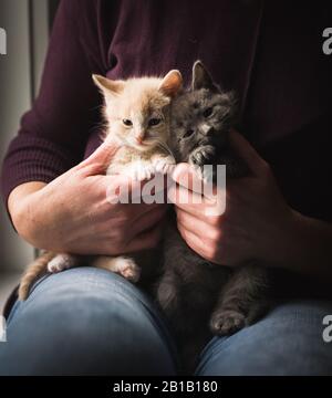 Gros plan des mains de femmes tenant deux petits chatons sur ses genoux. Banque D'Images