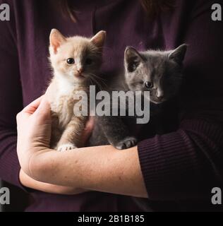 Gros plan de la femme tenant deux adorables chatons dans ses bras. Banque D'Images