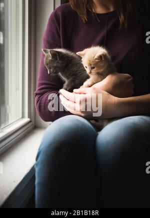 Femme tenant deux chatons adorables dans ses bras à côté d'une fenêtre. Banque D'Images