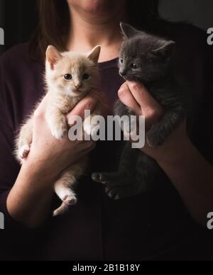 Gros plan d'une femme tenant un petit chaton adorable dans chaque main. Banque D'Images