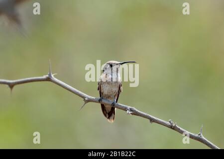 WOODSTAR à COL mauve (Myrtis fanny), magnifique colibri dans son habitat naturel perché sur certaines branches d'un arbre. Lima Pérou Banque D'Images