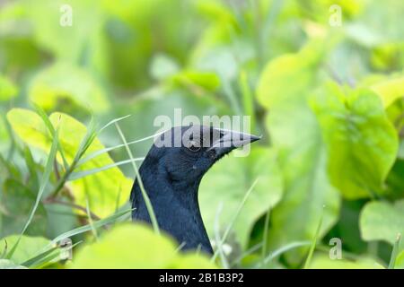 Frottez le blackbird (Dives warczewiczi), beau spécimen de la muse noire, marchant caché dans l'herbe et ne mettant que la tête en évidence. Lima Pérou Banque D'Images