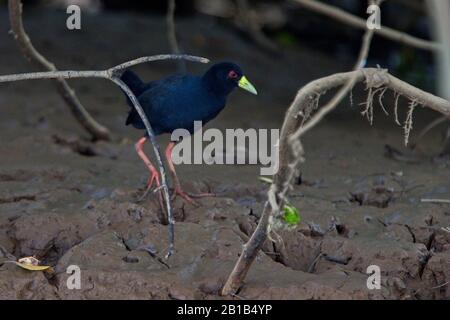 Black Crake (Amaurornis flavirostra) marchant sur la rive, rivière Gambie, Gambie. Banque D'Images