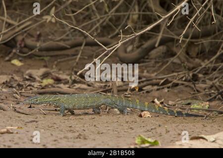 Nile Monitor Lizard (Varanus niloticus) sur la rive, rivière Gambie. Banque D'Images