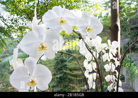 Fleurs De Verger Blanches Dans La Vallée De La Forêt De Shiseido À L'Aéroport De Jewell Changi, Changi, Île De Singapour, Singapour Banque D'Images