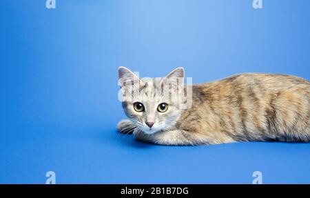 Le joli tabby se trouve sur un fond bleu et regarde curieusement l'appareil photo. Portrait, assis pose. Curiosité attention. Espace pour le texte, copyspace Banque D'Images