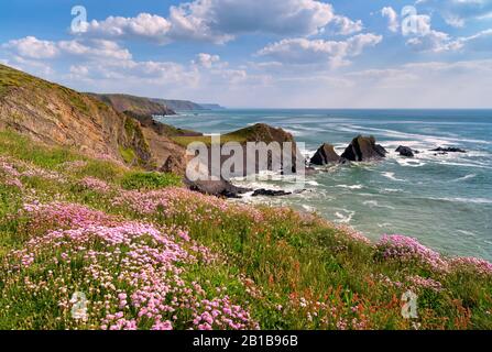 Pinks de mer/thrifts sur les falaises surplombant les eaux rudes et jurassiques à Hartland, Sud-Ouest, North Devon, Royaume-Uni, péninsule de Hartland, beauté Banque D'Images