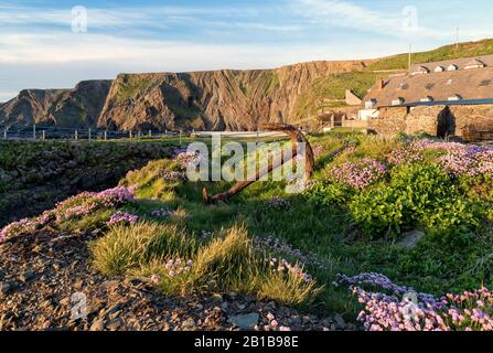 Pink/thrifts sur les falaises surplombant les eaux rudes et jurassiques de Hartland, South West, North Devon, UK, rouillé ancre Banque D'Images