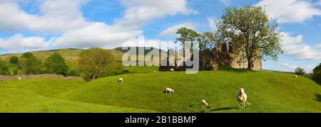Moutons paissent sur une colline avec un château ruiné en arrière-plan, Pendragon Castle, Yorkshire Dales National Park, Angleterre, Royaume-Uni. Banque D'Images