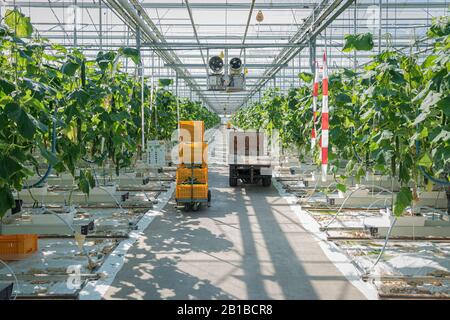 Nootdorp, Pays-Bas, le 7 avril 2019 : rangées de plants de concombre dans une serre immense Banque D'Images