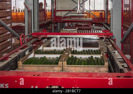 Nootdorp, Pays-Bas, 7 avril 2019: Machine d'emballage pour concombres en serre aux Pays-Bas Banque D'Images