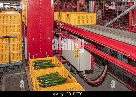 Nootdorp, Pays-Bas, 7 avril 2019: Machine d'emballage pour concombres en serre aux Pays-Bas Banque D'Images