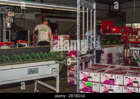 Nootdorp, Pays-Bas, 7 avril 2019: Branche florissante de chrysanthèmes dans une serre emballée et prête pour le transport Banque D'Images