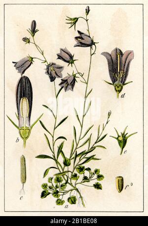 Harlebell, Campanula rotundifolia, Rundblättrige Glockenblume, Campanule à feuilles rondes, (livre botanique, 1904) Banque D'Images