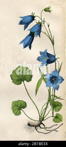 Harobell, Campanula rotundifolia, Rundblättrige Glockenblume, Campanule à feuilles rondes, (livre botanique, 1879) Banque D'Images