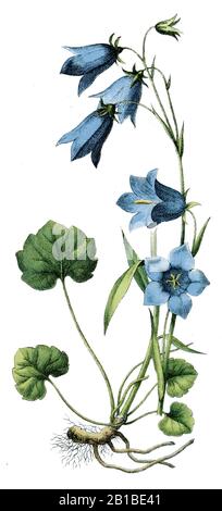 Harlebell, Campanula rotundifolia, Rundblättrige Glockenblume, Campanule à feuilles rondes, (livre botanique, 1909) Banque D'Images